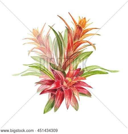 Tropical Bromeliad Plant With Red And Green Leaves, Hand-painted In Watercolor. The Illustration Is 