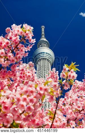 Tokyo, Japan - March 13: Spring In Tokyo. The Famous Tokyo Skytree Towering Above Sakura Cherry Pink