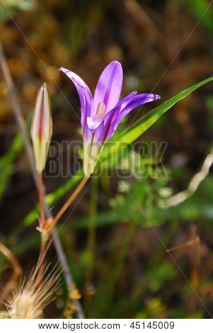 Fiori di primavera
