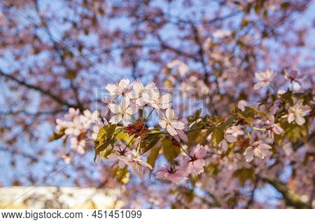 Cherry Tree Blooming In Spring, Tammisaari, Finland