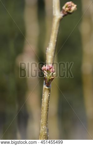 Pear Tree Beurre Hardy Branch With Buds