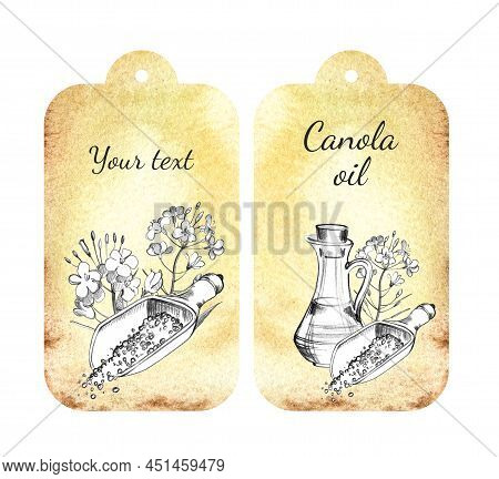 Labels For Rapeseed Oil, Watercolour Background, Hand Drawn Flowers Of Canola. Black And White Color