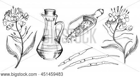 Canola Flowers, Brunches, Rapeseed, Bottle With Oil, Scoop For Seeds, Hand Drawn Illustration On Whi