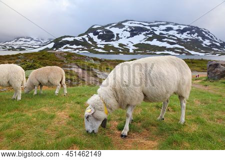 Sheep Grazing In Norway Mountains. Haukeli Mountains In Vestfold Og Telemark Region.