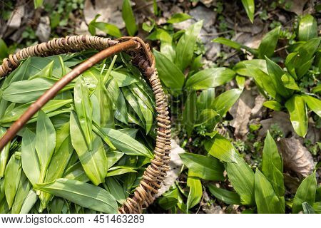 Basket Full With Frest Wild Garlic From The Forest