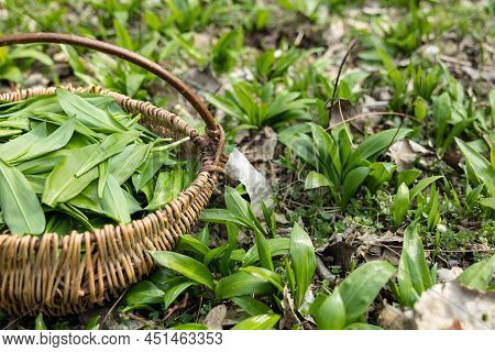 Basket Full With Frest Wild Garlic From The Forest