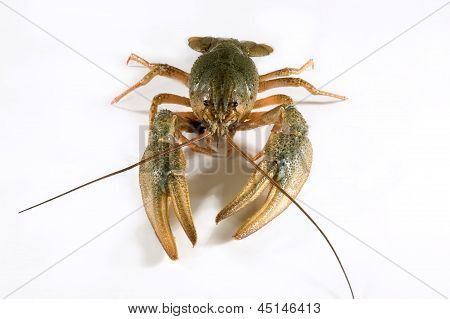 Rivierkreeft op witte achtergrond