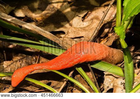 Red Stinkhorn Fungus From The Genus Mutinus