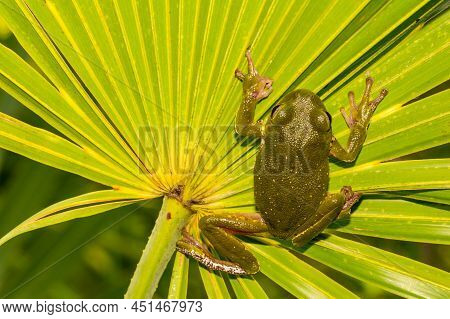 A Close Up Of A Barking Tree Frog In Florida - Hyla Gratiosa