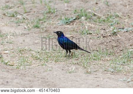 Rueppells Starling, Lamprotornis Purpuroptera, In The Awash National Park, Ethiopia.
