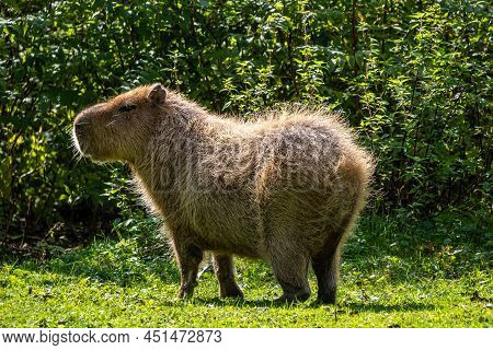 The Capybara, Hydrochoerus Hydrochaeris Is A Mammal Native To South America. It Is The Largest Livin