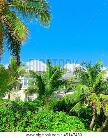 Paradise Palms bosco degli alberi