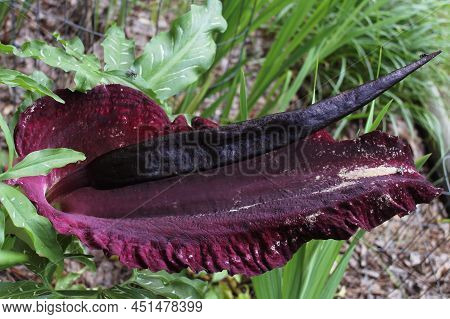 Dragon Arum - Dracunculus Vulgaris Or Dragon Lily In Outdoor Garden