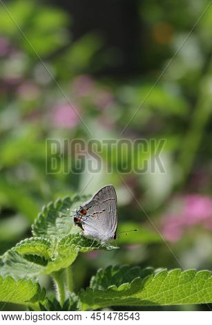 Gray Hairstreak Butterfly - Strymon Melinus On Lantana Leaf Outdoors In Summer