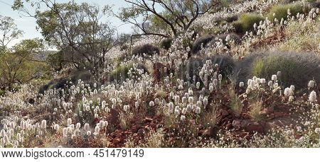 Wide Shot Of Wildflowers Growing At Kings Canyon