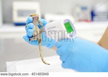 Veterinarian Doctor Is Measuring Temperature Geko. Exotic Animals. Squamata Reptile, Lizards. Health