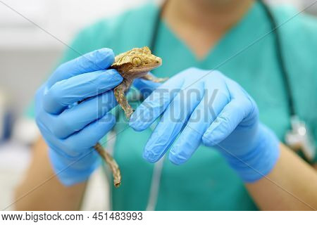 Veterinarian Examines A Gecko In A Veterinary Clinic. Exotic Animals. Squamata Reptile, Lizards. Hea