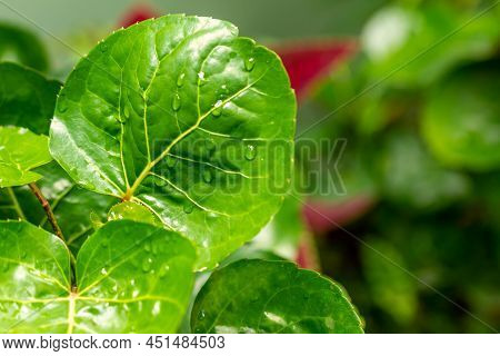 The Leaves Of The Polyscias Plant, Which Have A Green, Serrated Round Shape, Can Be Used For Vegetab