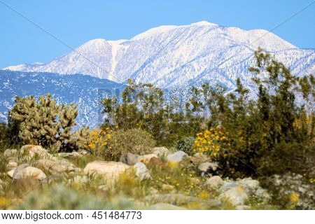 Creosote Bush And Spring Wildflowers On An Arid High Desert Plateau With Snowcapped Mt San Gorgonio 