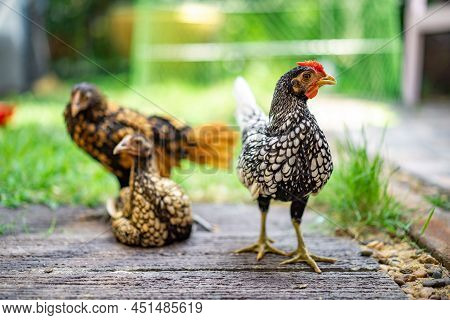 Three Sebright Chicken Smart Post On A Wooden Floor In The Outdoor Backyard Home Garden In The After