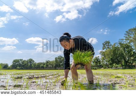 Amateur Asian Man Tests And Tries To Transplant Rice Seedlings In Paddy Rice Field In The Open Sky D