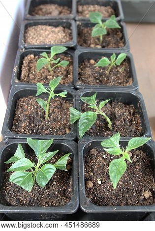 Propagation Of Plants By Cuttings. Balsam Walterra. Impatiens. Roots. Rooting. Seedlings.