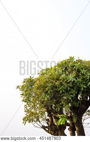 Barringtonia Acutangula Tree Stem With Newly Growing Green Leaves On Isolated Background With Copy S