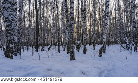 Winter Birch Grove. White Trunks And Branches Against A Pinkish Morning Sky. The Path Is Trodden Amo
