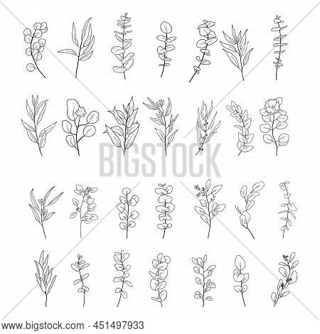Set Of Eucaliptus Branches Line Art Hand Drawn. Vector Outline Illustration With Leaves Isolated On 
