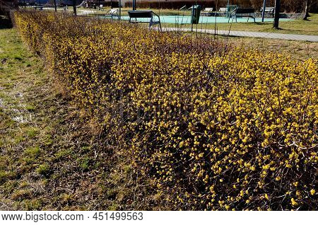 Dogwood Solitary Shrub Flowering On The Embankment By The River Yellow. Is A Decorative Gem Of Every