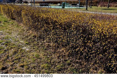 Dogwood Solitary Shrub Flowering On The Embankment By The River Yellow. Is A Decorative Gem Of Every