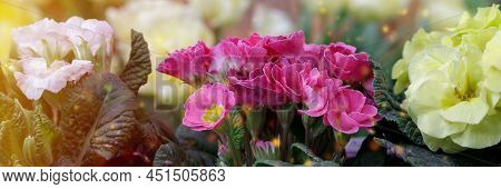 Perennial Primrose Or Primula In The Spring Garden. Spring Primroses Flowers, Primula Polyanthus. Pr