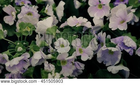 Perennial Primrose Or Primula In The Spring Garden. Spring Primroses Flowers, Primula Polyanthus. Pr