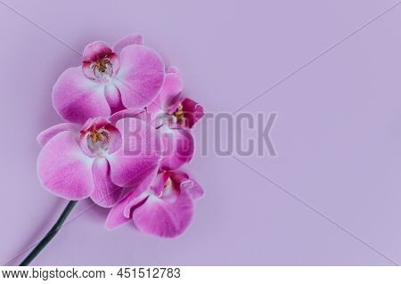 Beautiful Violet Orchid Flowers On Pastel Purple Background. Flat Lay. Place For Text.