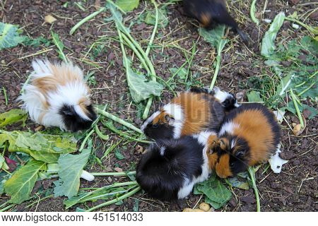 Many Guinea Pigs Eating Their Food In Their Enclosure.