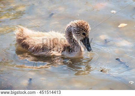 Beautiful Baby Cygnet Mute Swan Fluffy Grey And White Chicks. Springtime New Born Wild Swans Birds I