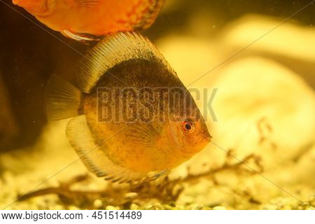 Portrait Of A Discus In The Aquarium, Discus Fish Belongs To The Cichlids.