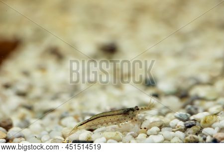 Close Up Of An Amano Shrimp In An Aquarium.