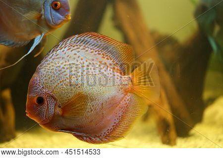 Portrait Of A Discus In The Aquarium, Discus Fish Belongs To The Cichlids.