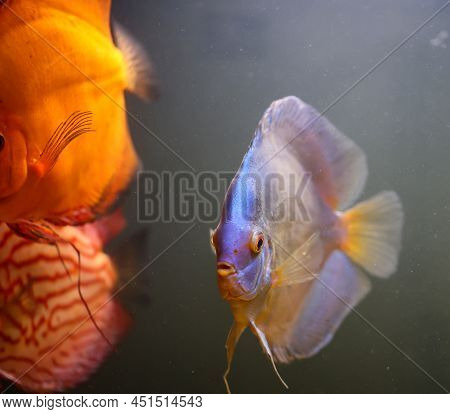 Portrait Of A Discus In The Aquarium, Discus Fish Belongs To The Cichlids.