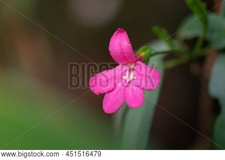 Pink Colored Single Flower With Selective Commonly Known As Lemonia And Also Known As Limonia, Pink 