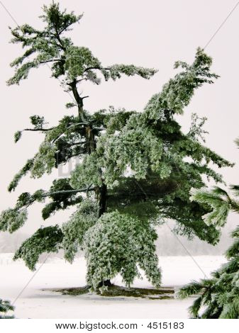 Albero strano