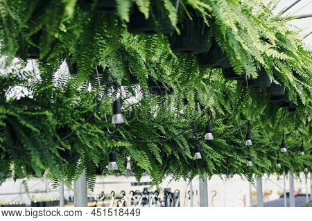 Abstract Of The Popular Houseplant Boston Ferns (nephrolepis Exaltata) In A Greenhouse Among String 
