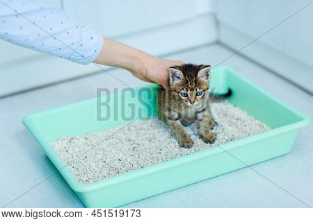 A Hand Holds A Pet Kitten Or Cat, Accustoming It To A Toilet Tray With An Absorbent Filler