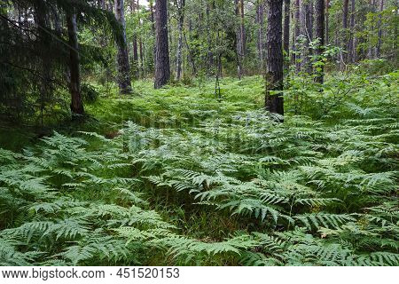 Ferns In The Woods Around The Sala Silvergruva, The Sala Silver Mine, Sweden