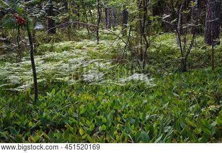 Ferns In The Woods Around The Sala Silvergruva, The Sala Silver Mine, Sweden