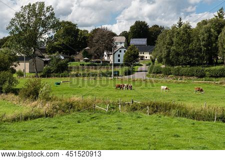 Bullingen, Walloon Regio- East Belgium - 08 27 2019 Grazing Cattles And Farmer Houses
