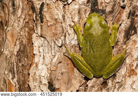 Barking Tree Frog Found At Apalachicola National Forest - Hyla Gratiosa