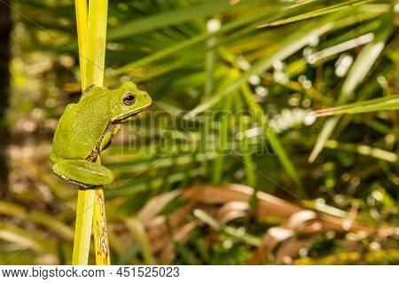 Barking Tree Frog Found At Apalachicola National Forest - Hyla Gratiosa