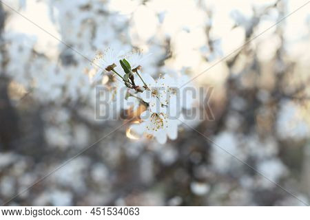 Branch With White Flowers And Fresh Green Leaves.spring Fresh, Fragrant Flower.delicate Blossom Of B